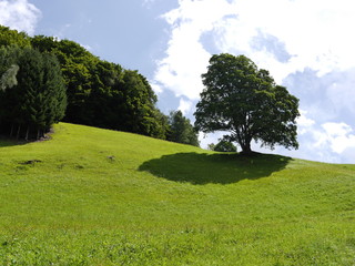 Einzelner Baum auf Wiese