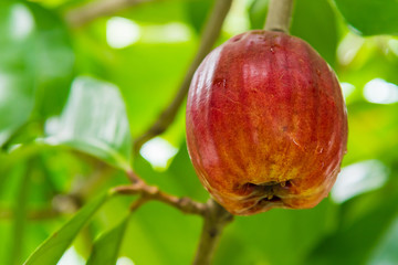 The pommerac fruit on the tree