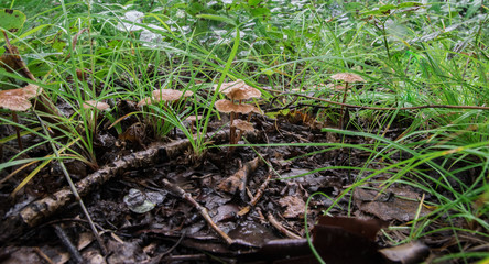 Mushrooms in the forest in summer