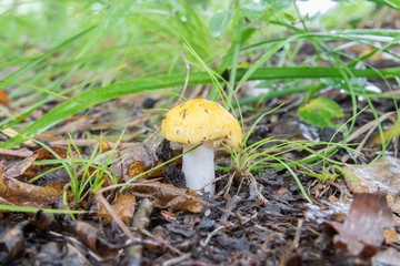 Mushrooms in the forest in summer