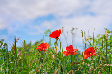 Floral background. Red poppies in green grass on a blurry background sky and of lush meadow