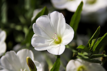 Fototapeta na wymiar Weiß blühende Blume