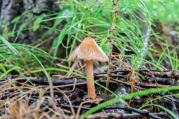 Mushrooms in the forest in summer