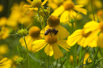Gelbe Blüte mit Biene I