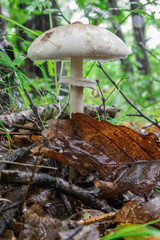 Mushrooms in the forest in summer