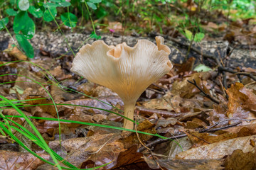 Mushrooms in the forest in summer