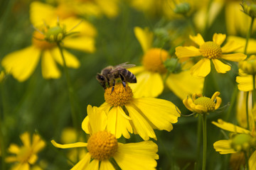 Gelbe Blüte mit Biene III
