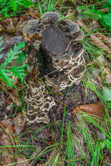 Mushrooms in the forest in summer