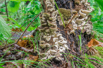 Mushrooms in the forest in summer