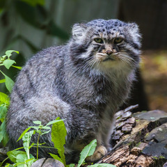 Naklejka na ściany i meble Manul — the most sluggish and slow from all the wild cats, he does not know how to run fast.