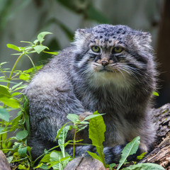 Naklejka na ściany i meble Manul — the most sluggish and slow from all the wild cats, he does not know how to run fast.