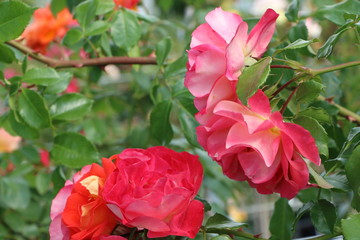 Rose-Garden, im Rosengarten