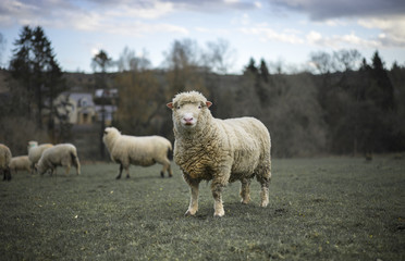 Texel Ram in Cotswold Landscape. 