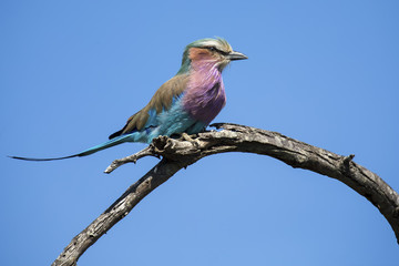 Beautiful lilac breasted roller sitting on a perch hunting for insects