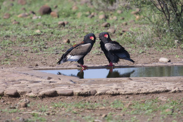 Pair of bateleur standing at a waterhole with courtship