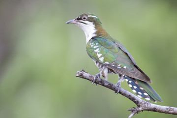 Diederick cuckoo sitting on branch with green background in the sun