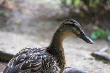 Ente Portrait