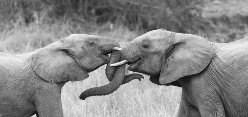Photo sur Plexiglas Éléphant Deux éléphants saluent affectueux avec une conversion artistique de curling et de troncs touchants