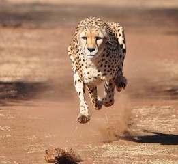 Running and exercising a cheetah, chasing a lure - obrazy, fototapety, plakaty