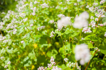 Fagopyrum esculentum plants.