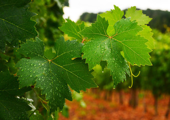 Royal organic vineyards,Vineyard and vines in the early summer, royal vineyard