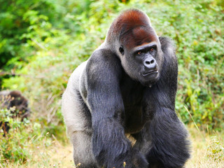 Gorille
