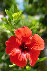Red flower. Beautiful flowering hibiscus. (Hibiscus sabdariffa, Hibiscus esculentus)