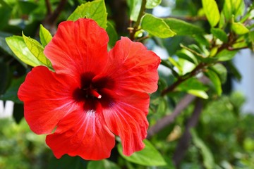 Beautiful red flowering hibiscus
