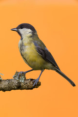 One female great tit bird perched on branch
