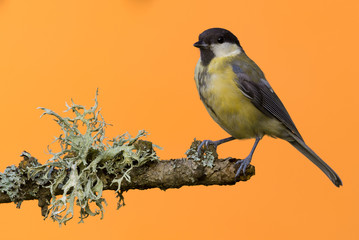 One female great tit bird perched on branch with lichen