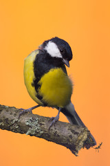 One male great-tit bird perched on branch
