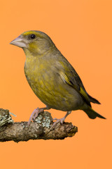 One male Greenfinch bird perched on branch