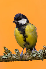 One young male great-tit bird perched on branch