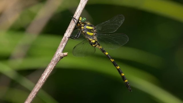 Balkan goldenring (Cordulegaster heros)