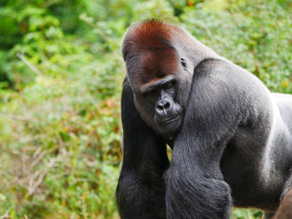 Gorille