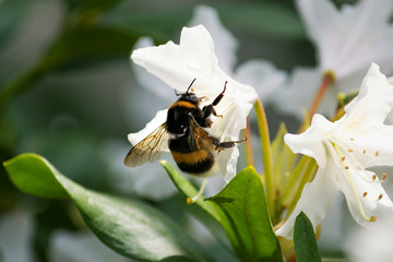 Dicke Hummel auf wei&szlig;er Bl&uuml;te