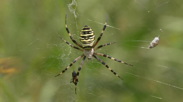 Wasp spider (Argiope bruennichi) eating prey in web
