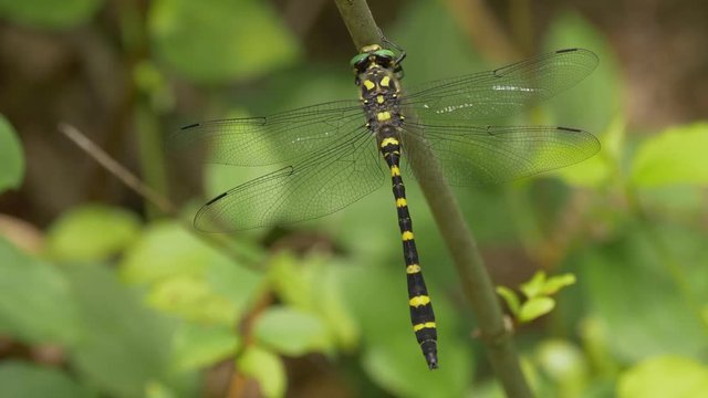 Balkan goldenring (Cordulegaster heros)