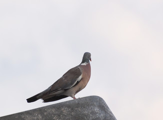 wood pigeon bird animal