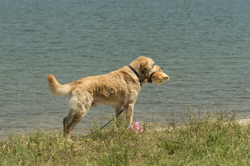 A golden retriever on the lake shore with a loaf of bread in his mouth