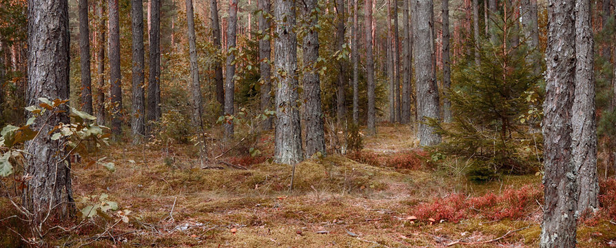 Fototapeta Panoramic scenic landscape of pine forest