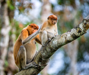 A female proboscis monkey (Nasalis larvatus) with a cub in a natural habitat. Long-nosed monkey, known as the bekantan in Indonesia. Endemic to the southeast Asian island of Borneo. Indonesia