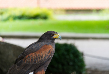Golden eagle bird of prey