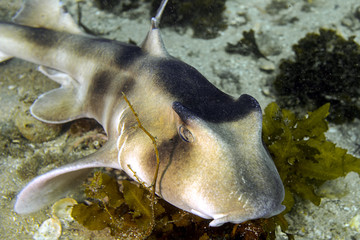 Port Jackson shark 