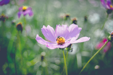 Fototapeta premium Cosmos flower beautiful