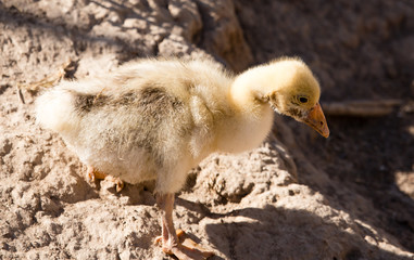 Duck for a walk on the farm