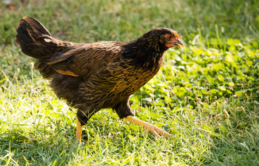 Chicken for a walk on the farm