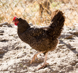 Chicken for a walk on the farm