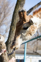 Giraffe is fed by people in the zoo