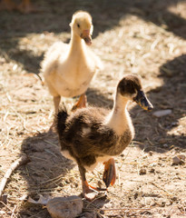 Duck for a walk on the farm
